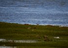 Oeverloper (Common sandpiper) (Actitis hypoleucos) - Ogii Nuur 14-08-2016 (1)